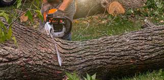 Best Tree Risk Assessment  in Chevy Chase Heights, PA