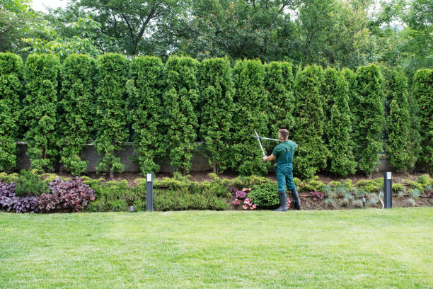 Lawn Watering Services in Chevy Chase Heights, PA