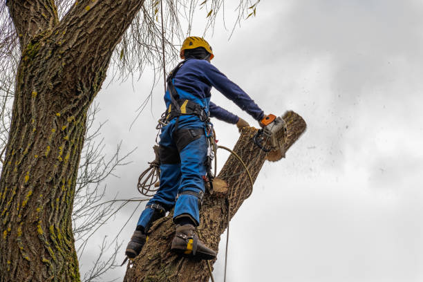 Best Hedge Trimming  in Chevy Chase Heights, PA