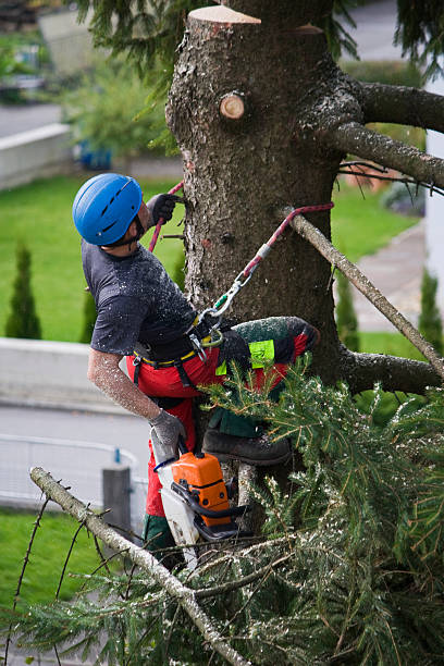 Soil Testing and Treatment in Chevy Chase Heights, PA