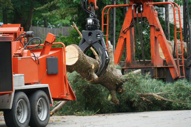 How Our Tree Care Process Works  in  Chevy Chase Heights, PA