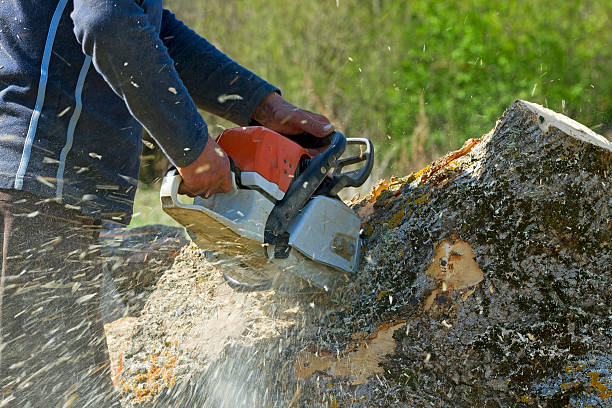  Chevy Chase Heights, PA Tree Services Pros