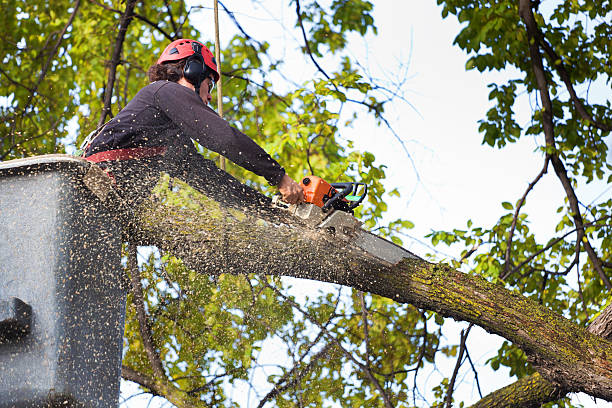 Best Tree Cabling and Bracing  in Chevy Chase Heights, PA