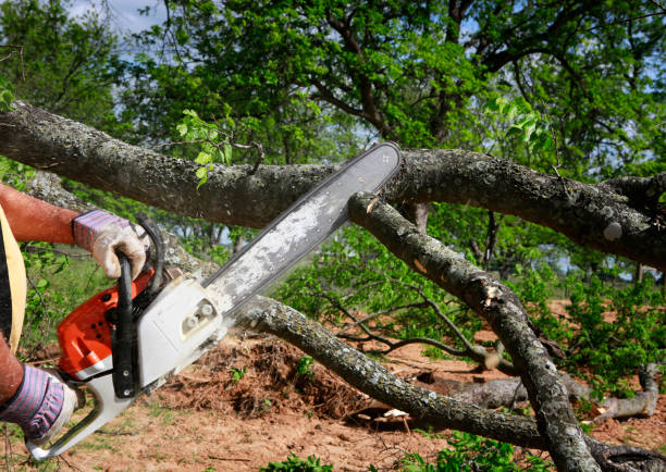 Best Commercial Tree Removal  in Chevy Chase Heights, PA